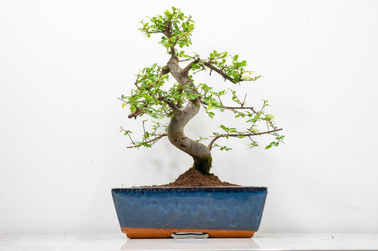 Chinese Elm Bonsai and Care Kit in 25cm Navy Ceramic Pot