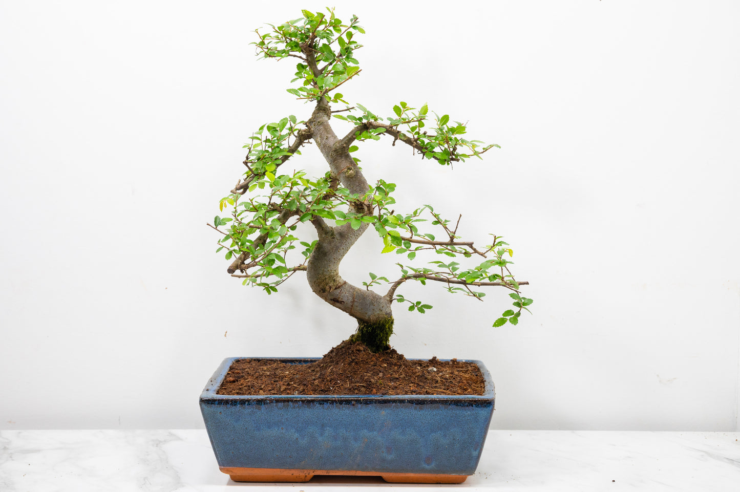 Chinese Elm Bonsai and Care Kit in 25cm Navy Ceramic Pot