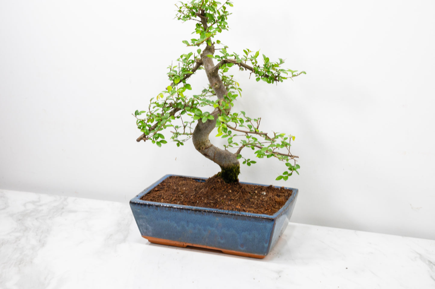 Chinese Elm Bonsai and Care Kit in 25cm Navy Ceramic Pot