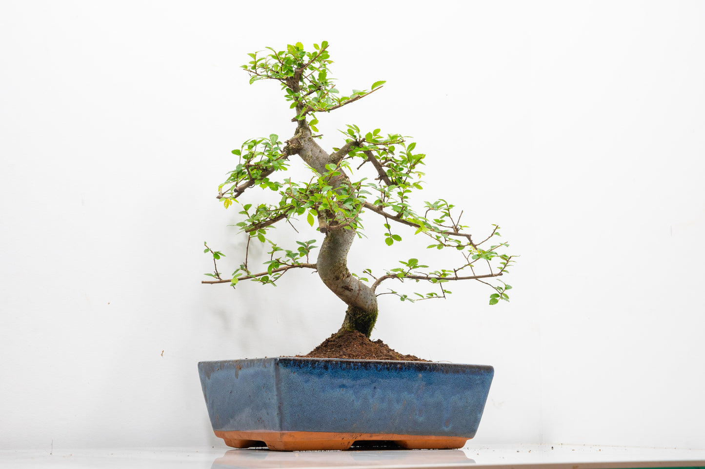 Chinese Elm Bonsai and Care Kit in 25cm Navy Ceramic Pot
