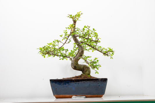Chinese Elm Bonsai and Care Kit in 25cm Navy Ceramic Pot