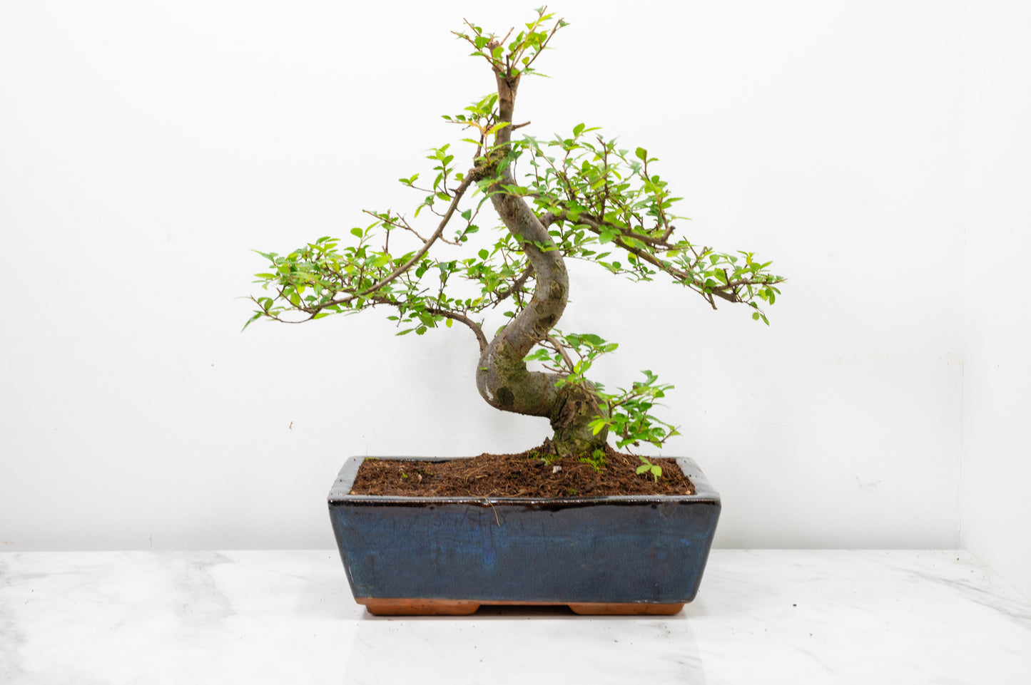 Chinese Elm Bonsai and Care Kit in 25cm Navy Ceramic Pot