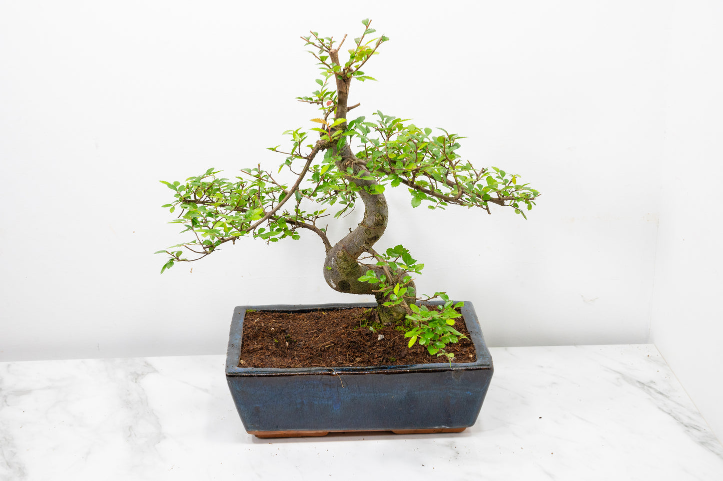 Chinese Elm Bonsai and Care Kit in 25cm Navy Ceramic Pot