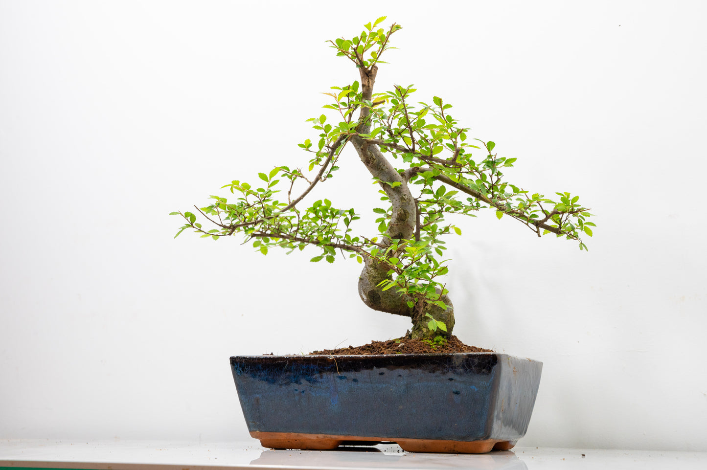 Chinese Elm Bonsai and Care Kit in 25cm Navy Ceramic Pot