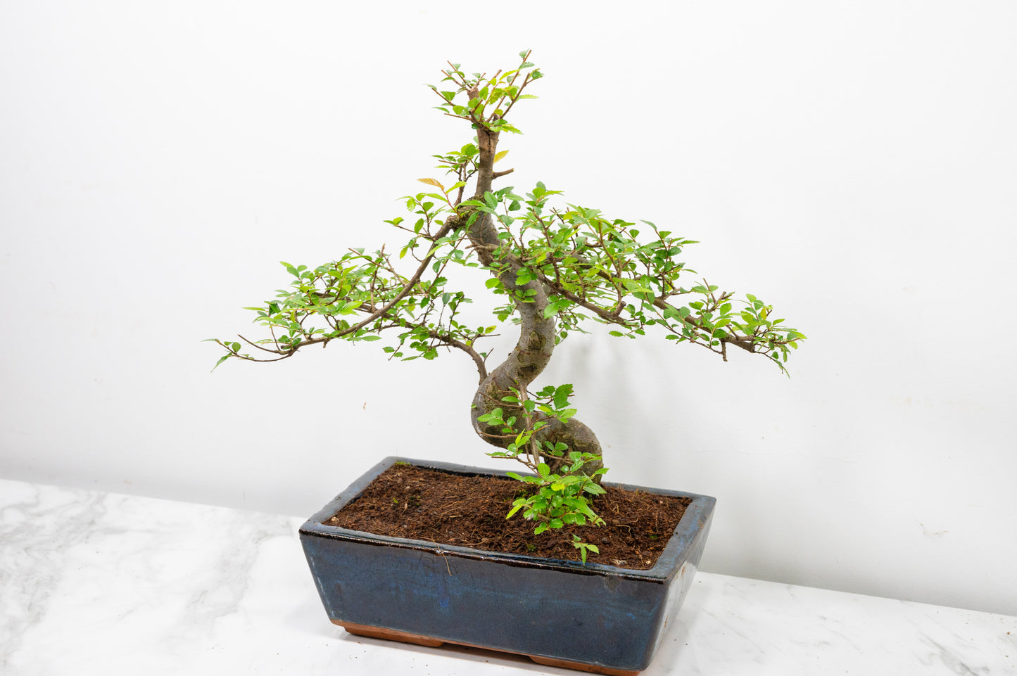 Chinese Elm Bonsai and Care Kit in 25cm Navy Ceramic Pot