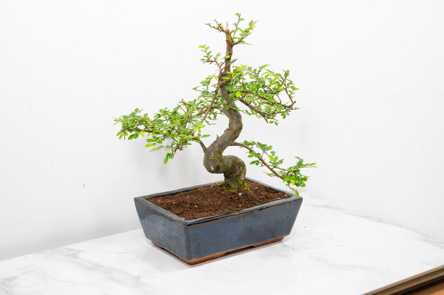 Chinese Elm Bonsai and Care Kit in 25cm Navy Ceramic Pot