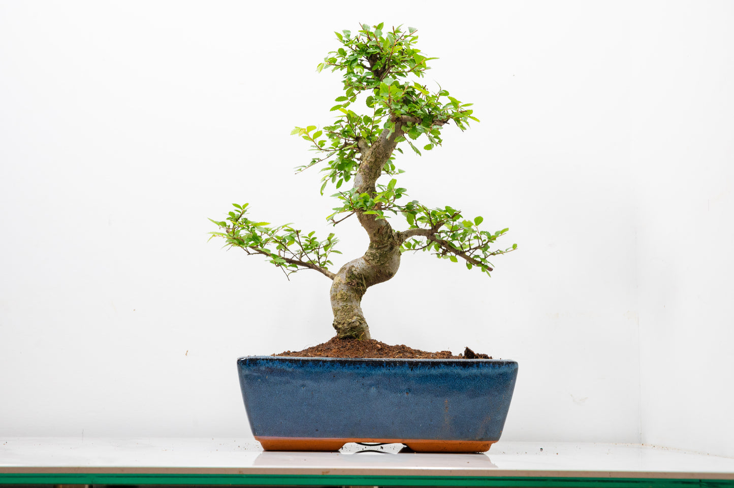 Chinese Elm Bonsai and Care Kit in 25cm Navy Ceramic Pot