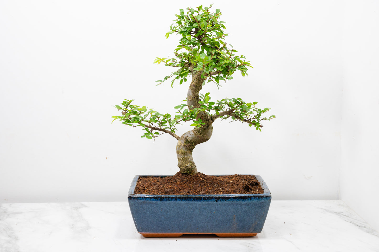 Chinese Elm Bonsai and Care Kit in 25cm Navy Ceramic Pot