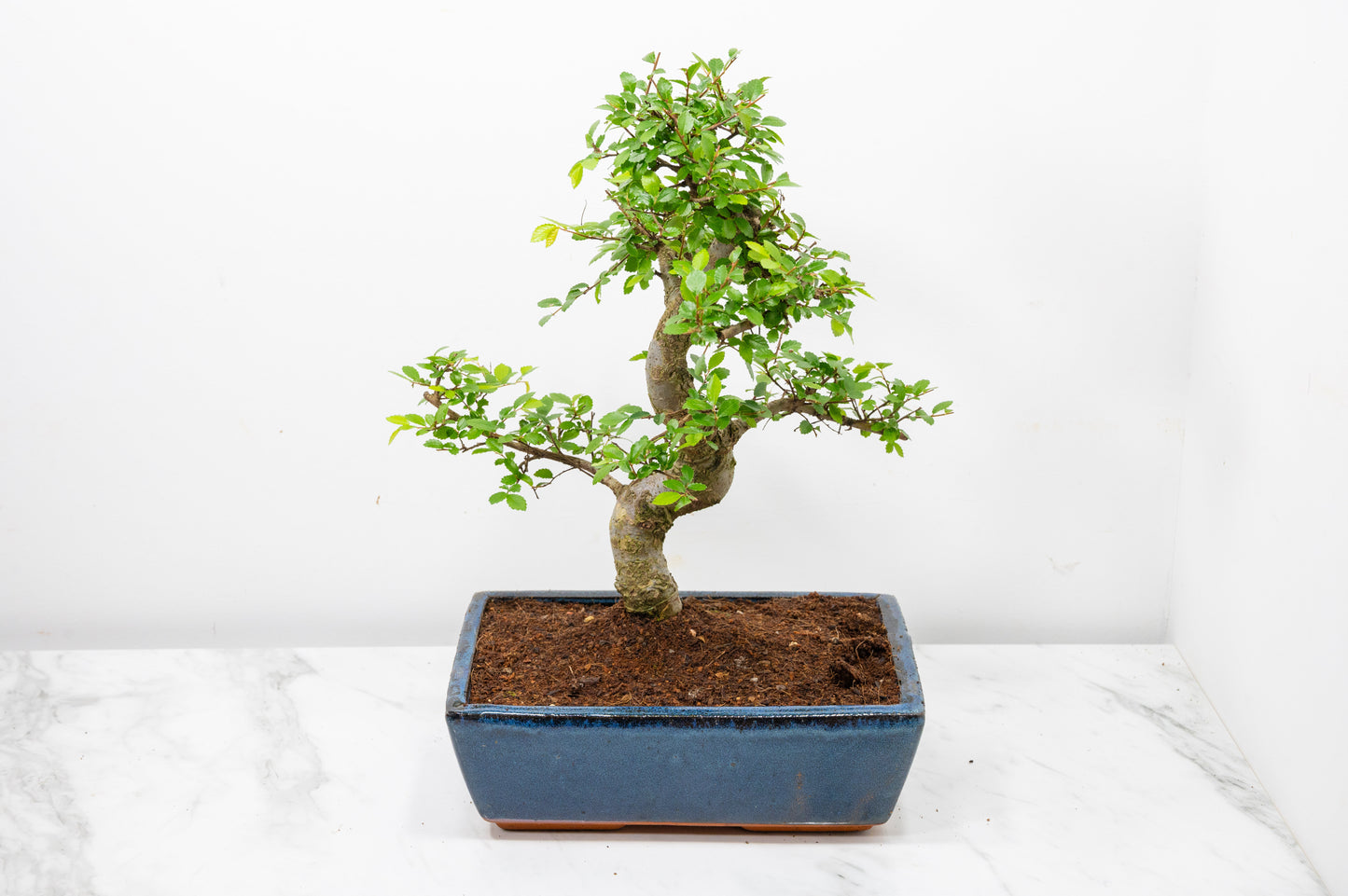 Chinese Elm Bonsai and Care Kit in 25cm Navy Ceramic Pot