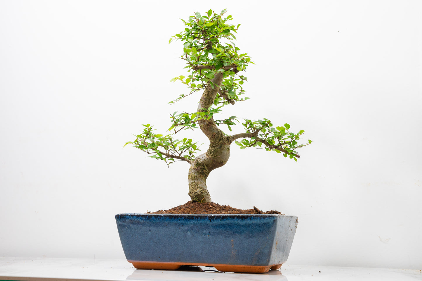Chinese Elm Bonsai and Care Kit in 25cm Navy Ceramic Pot