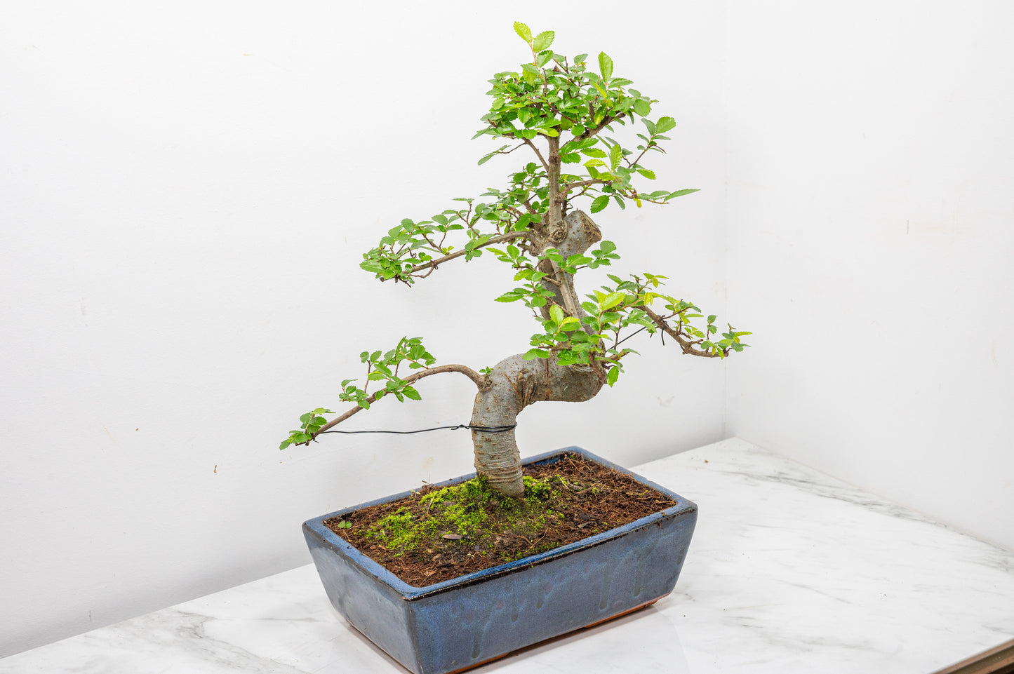 Chinese Elm Bonsai and Care Kit in 25cm Navy Ceramic Pot