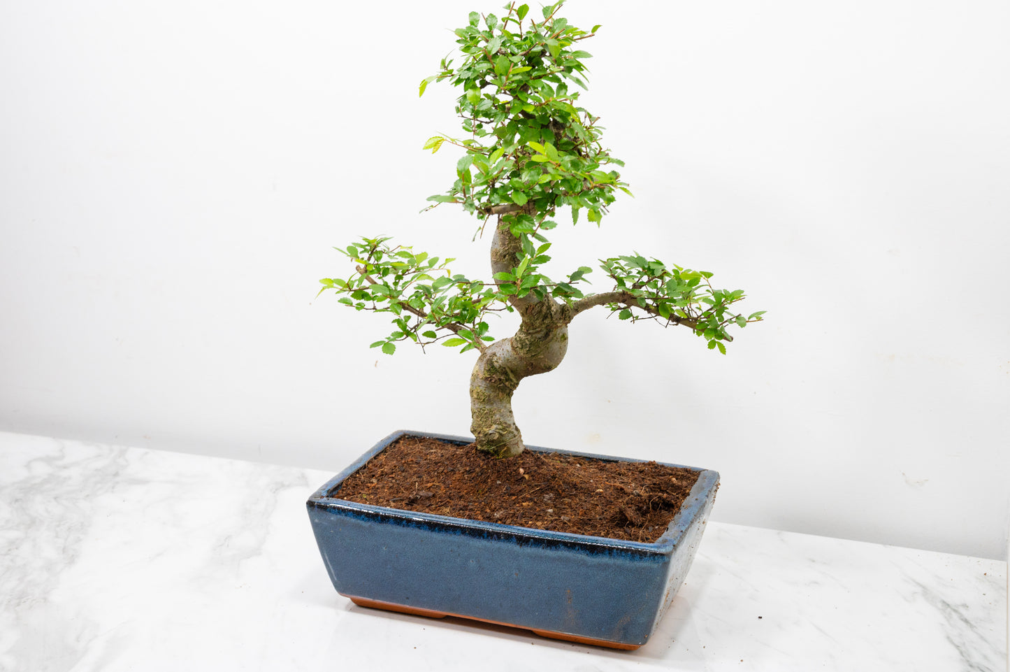 Chinese Elm Bonsai and Care Kit in 25cm Navy Ceramic Pot