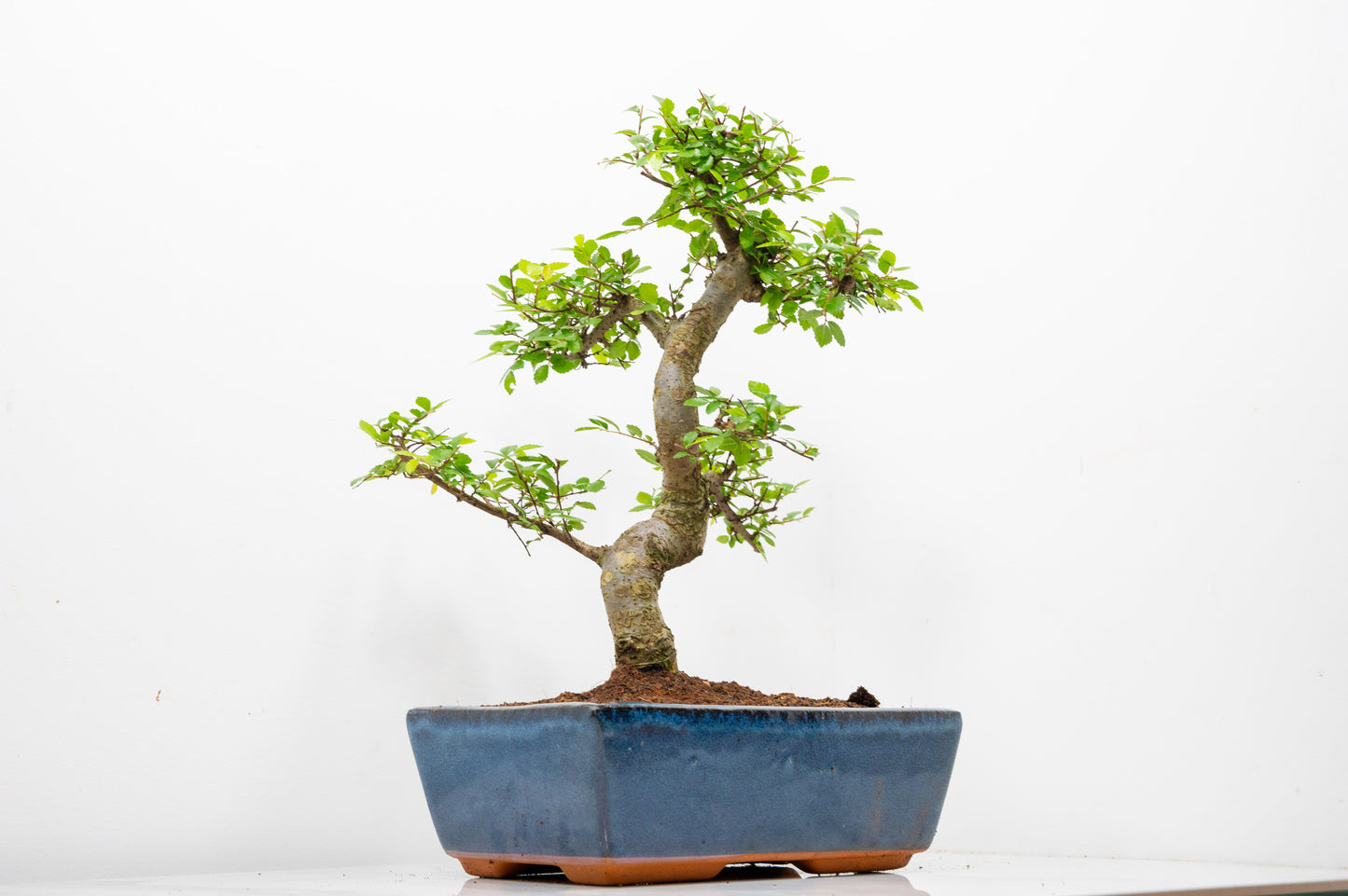 Chinese Elm Bonsai and Care Kit in 25cm Navy Ceramic Pot