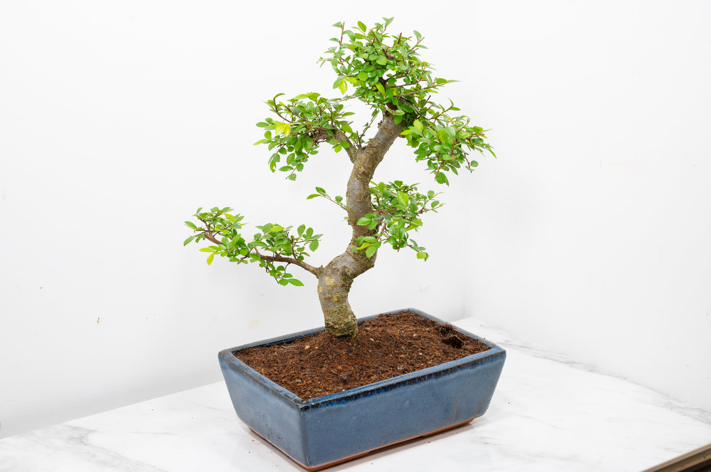 Chinese Elm Bonsai and Care Kit in 25cm Navy Ceramic Pot