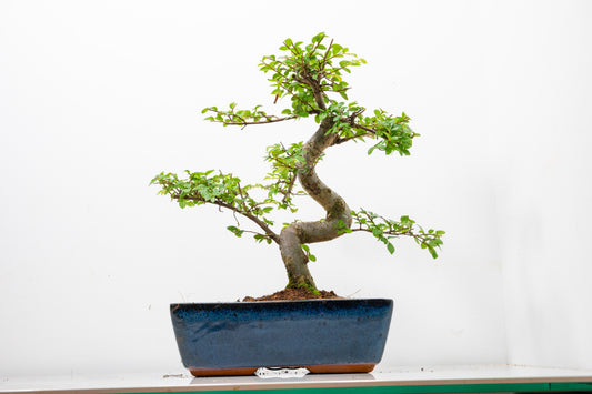 Chinese Elm Bonsai and Care Kit in 25cm Navy Ceramic Pot