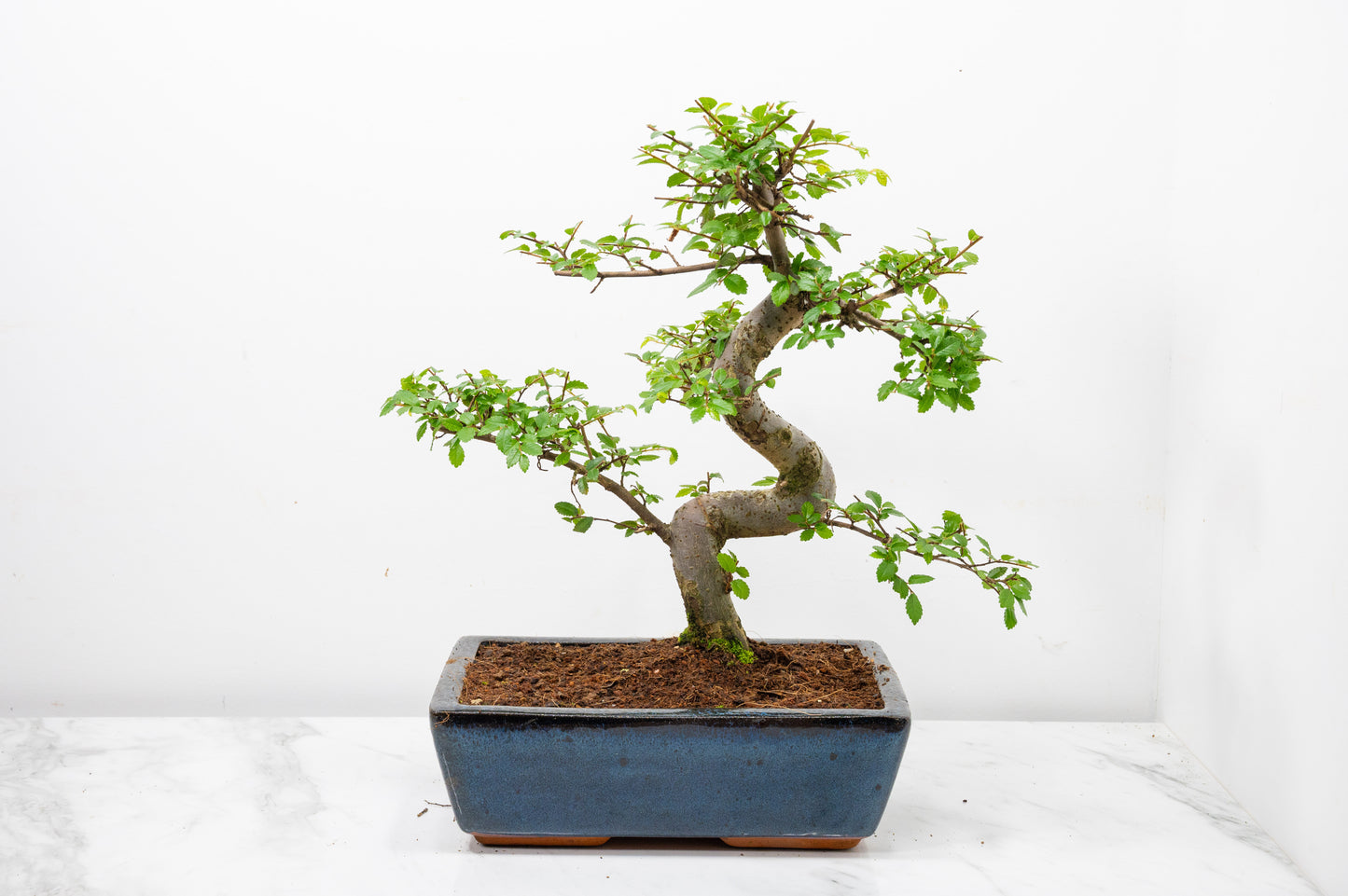 Chinese Elm Bonsai and Care Kit in 25cm Navy Ceramic Pot