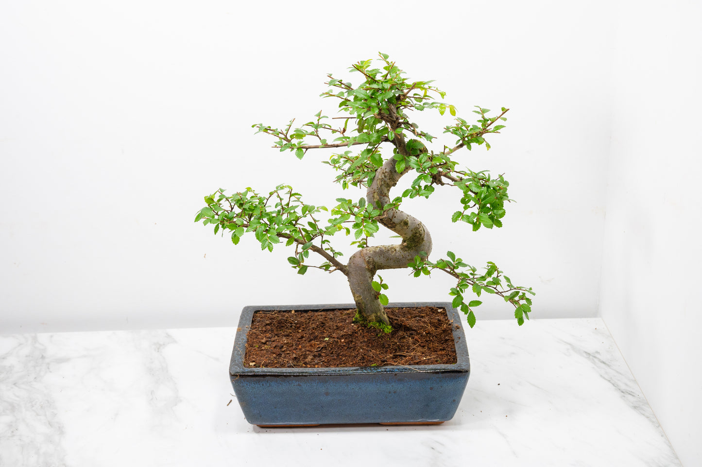 Chinese Elm Bonsai and Care Kit in 25cm Navy Ceramic Pot