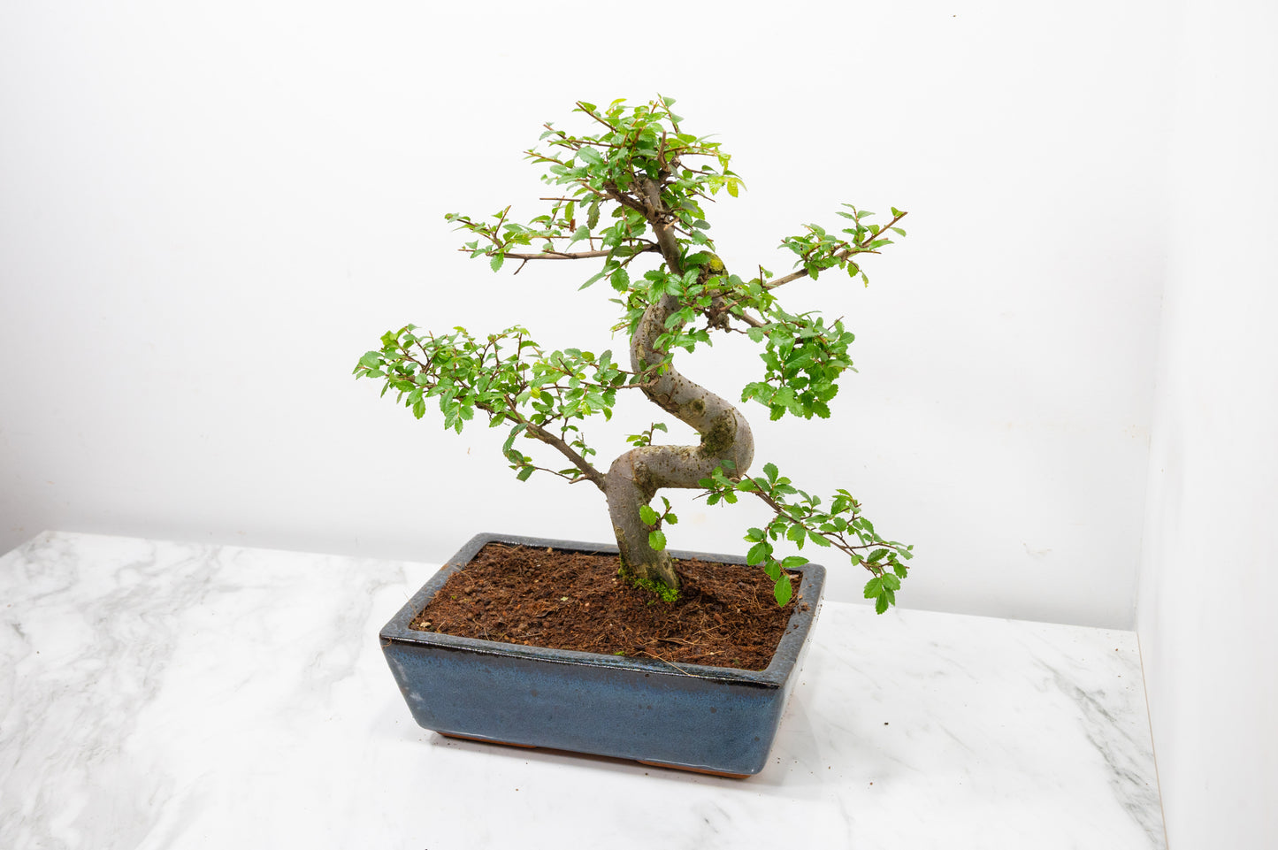 Chinese Elm Bonsai and Care Kit in 25cm Navy Ceramic Pot