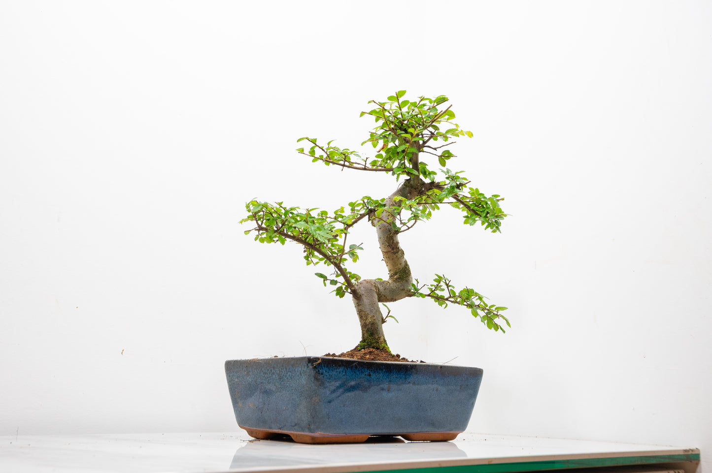 Chinese Elm Bonsai and Care Kit in 25cm Navy Ceramic Pot