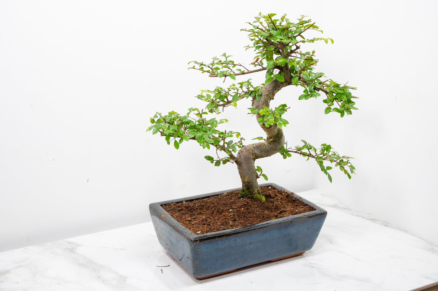 Chinese Elm Bonsai and Care Kit in 25cm Navy Ceramic Pot