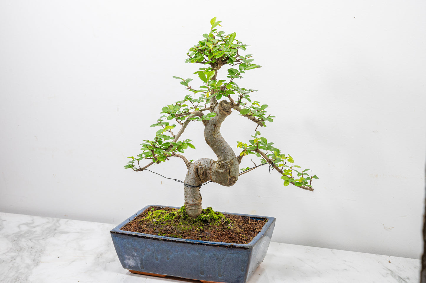 Chinese Elm Bonsai and Care Kit in 25cm Navy Ceramic Pot