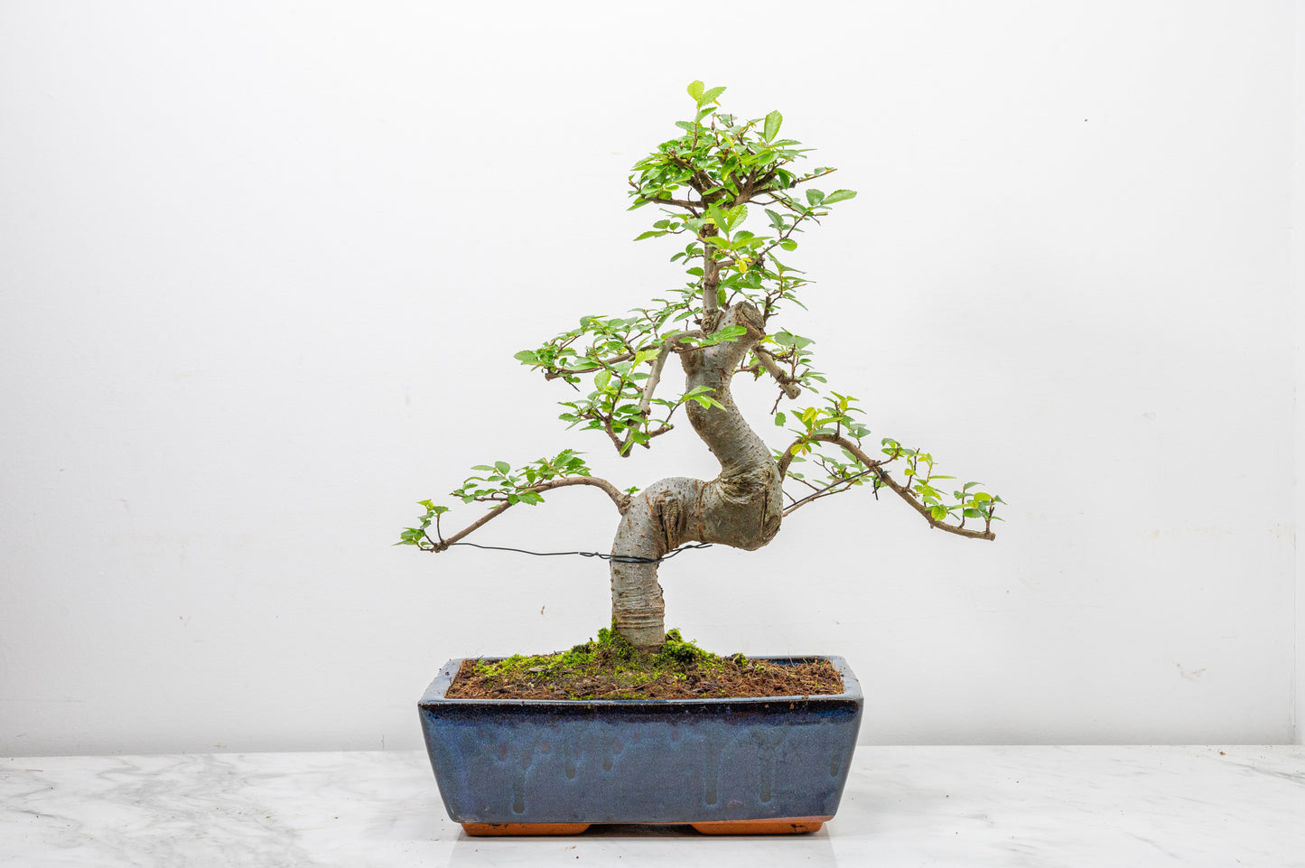 Chinese Elm Bonsai and Care Kit in 25cm Navy Ceramic Pot