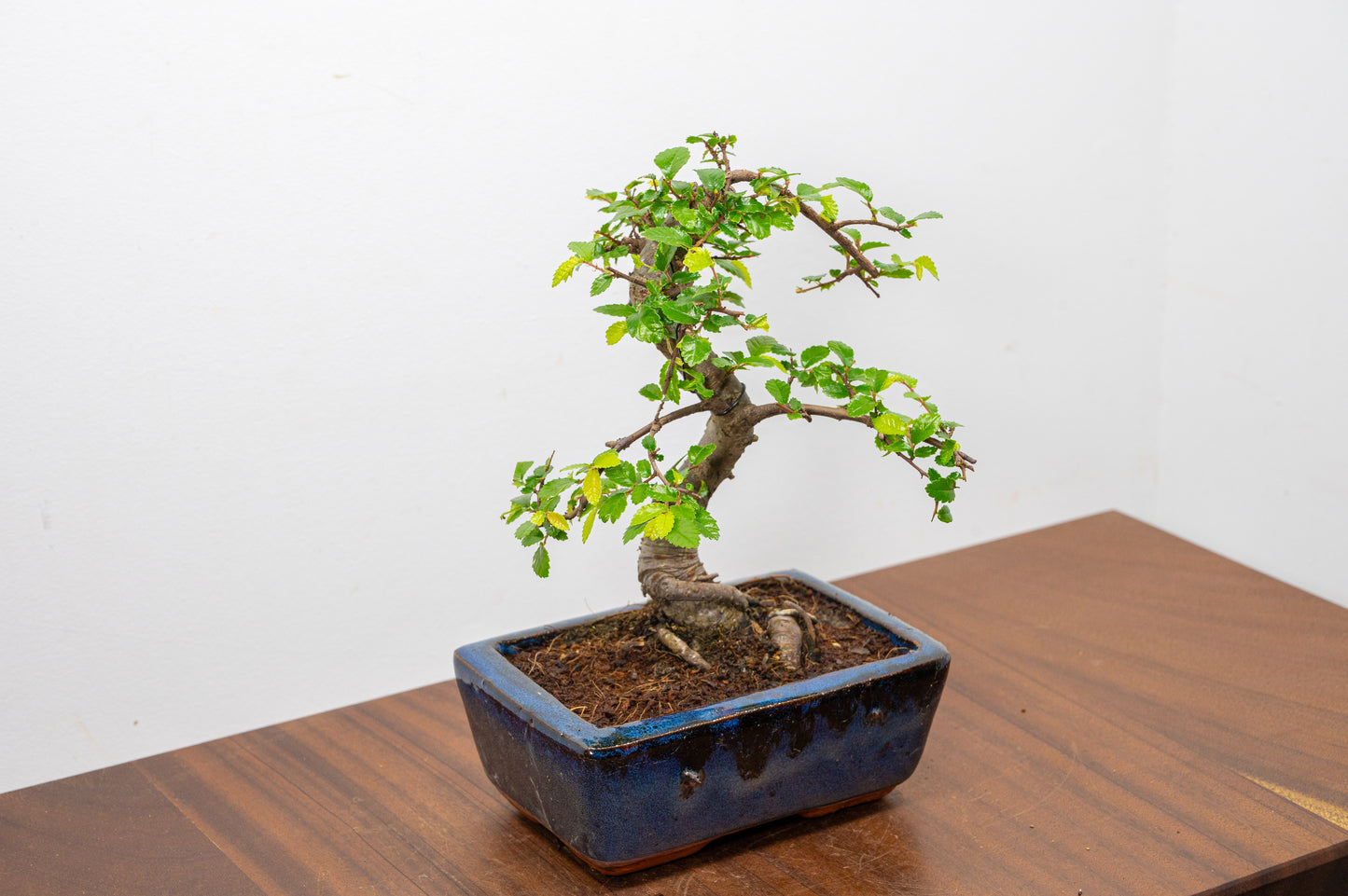 Chinese Elm Bonsai and Care Kit in 15cm Navy Ceramic Pot