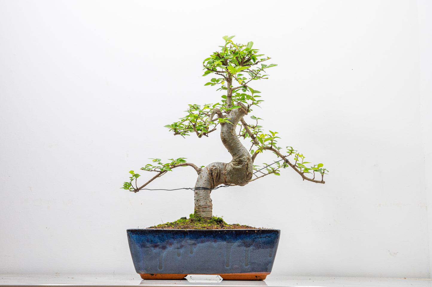 Chinese Elm Bonsai and Care Kit in 25cm Navy Ceramic Pot