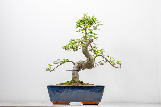 Chinese Elm Bonsai and Care Kit in 25cm Navy Ceramic Pot