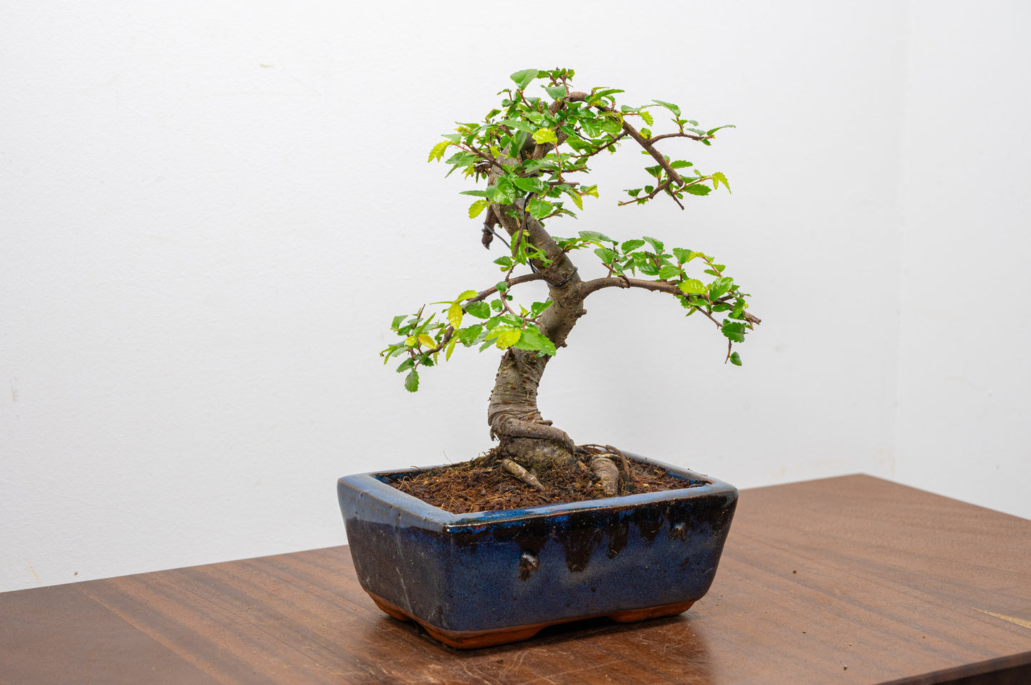 Chinese Elm Bonsai and Care Kit in 15cm Navy Ceramic Pot