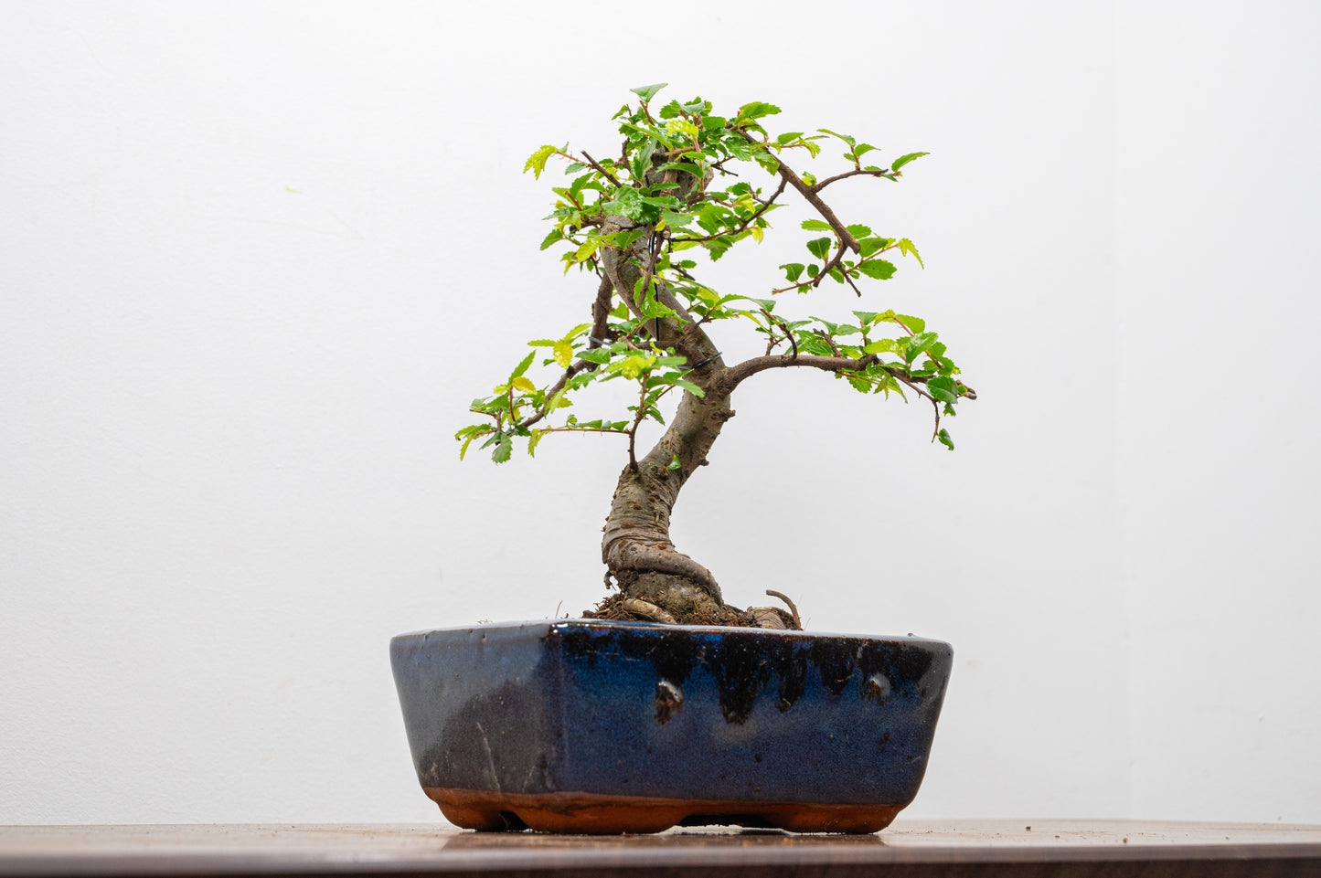 Chinese Elm Bonsai and Care Kit in 15cm Navy Ceramic Pot