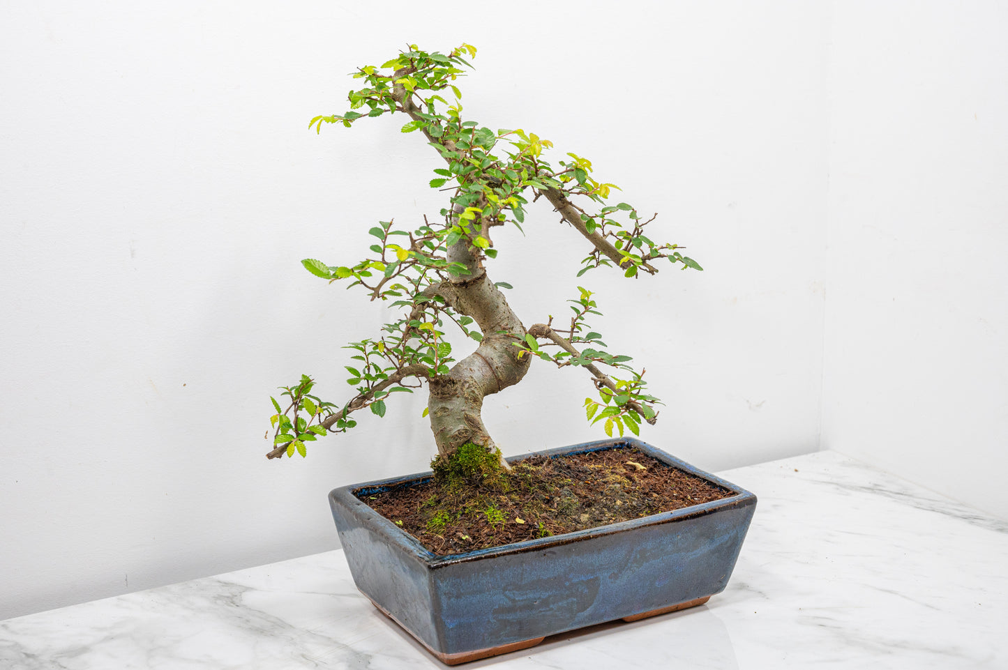 Chinese Elm Bonsai and Care Kit in 25cm Navy Ceramic Pot