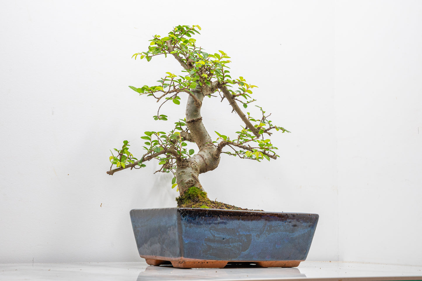 Chinese Elm Bonsai and Care Kit in 25cm Navy Ceramic Pot