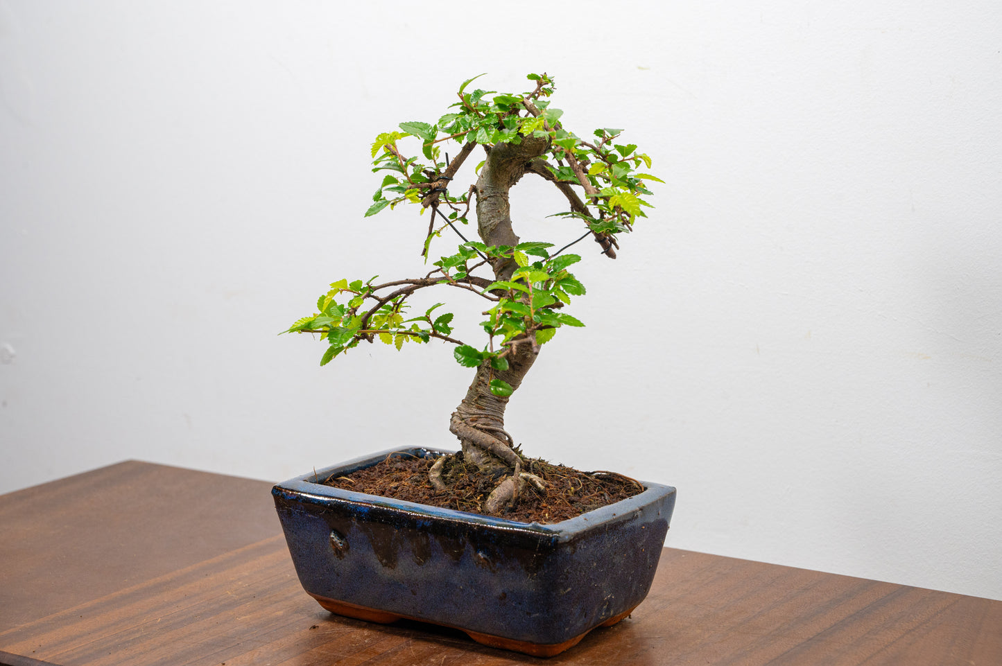 Chinese Elm Bonsai and Care Kit in 15cm Navy Ceramic Pot