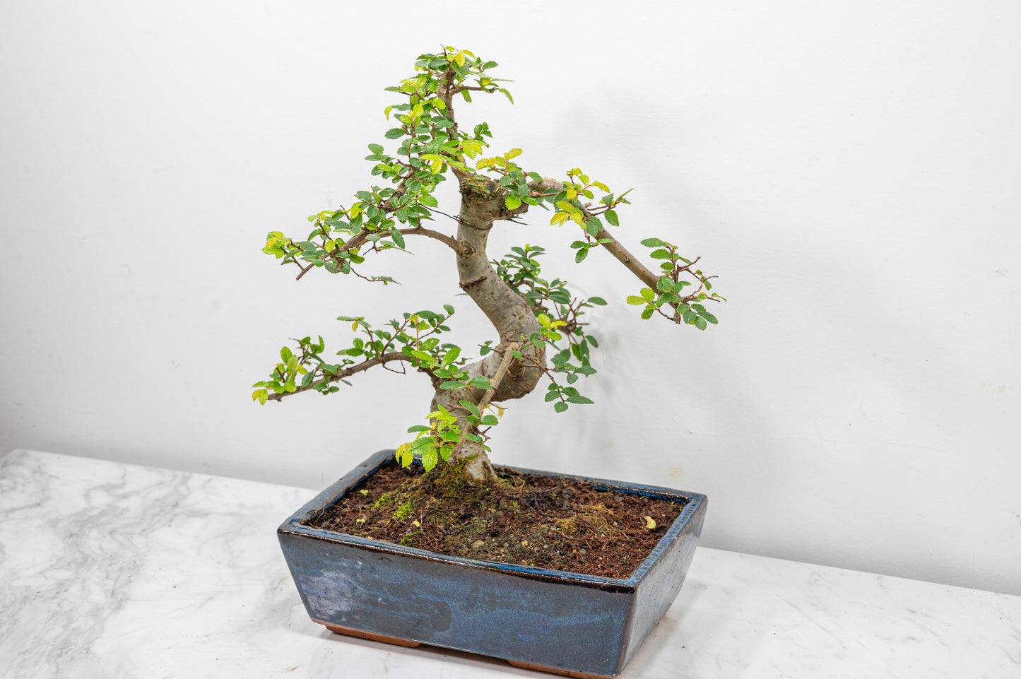 Chinese Elm Bonsai and Care Kit in 25cm Navy Ceramic Pot