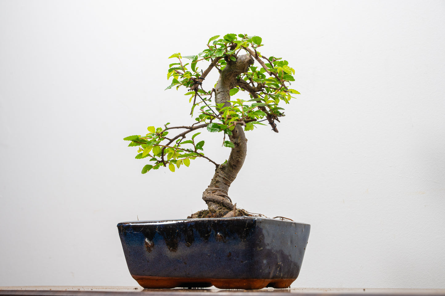 Chinese Elm Bonsai and Care Kit in 15cm Navy Ceramic Pot