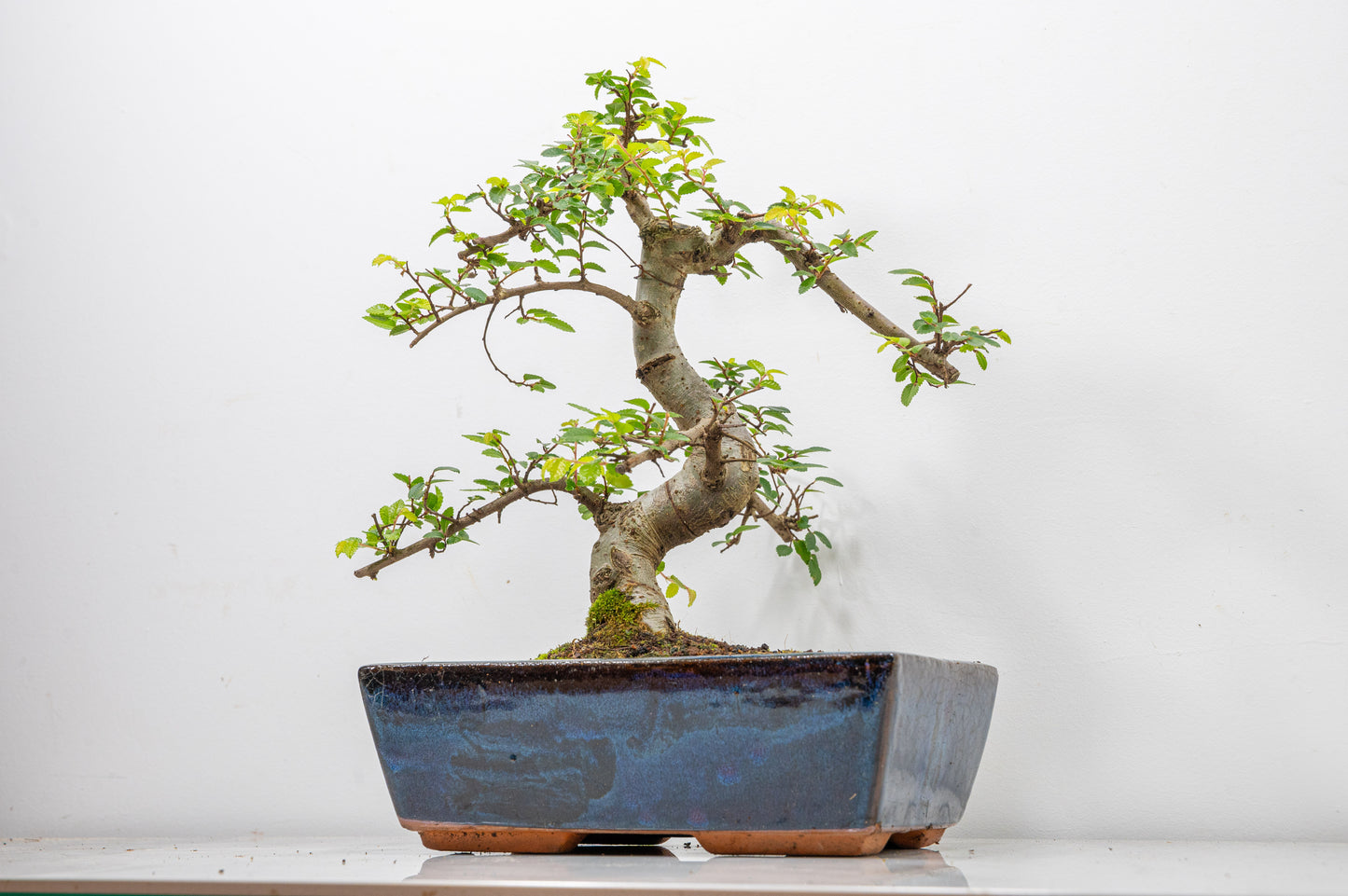 Chinese Elm Bonsai and Care Kit in 25cm Navy Ceramic Pot