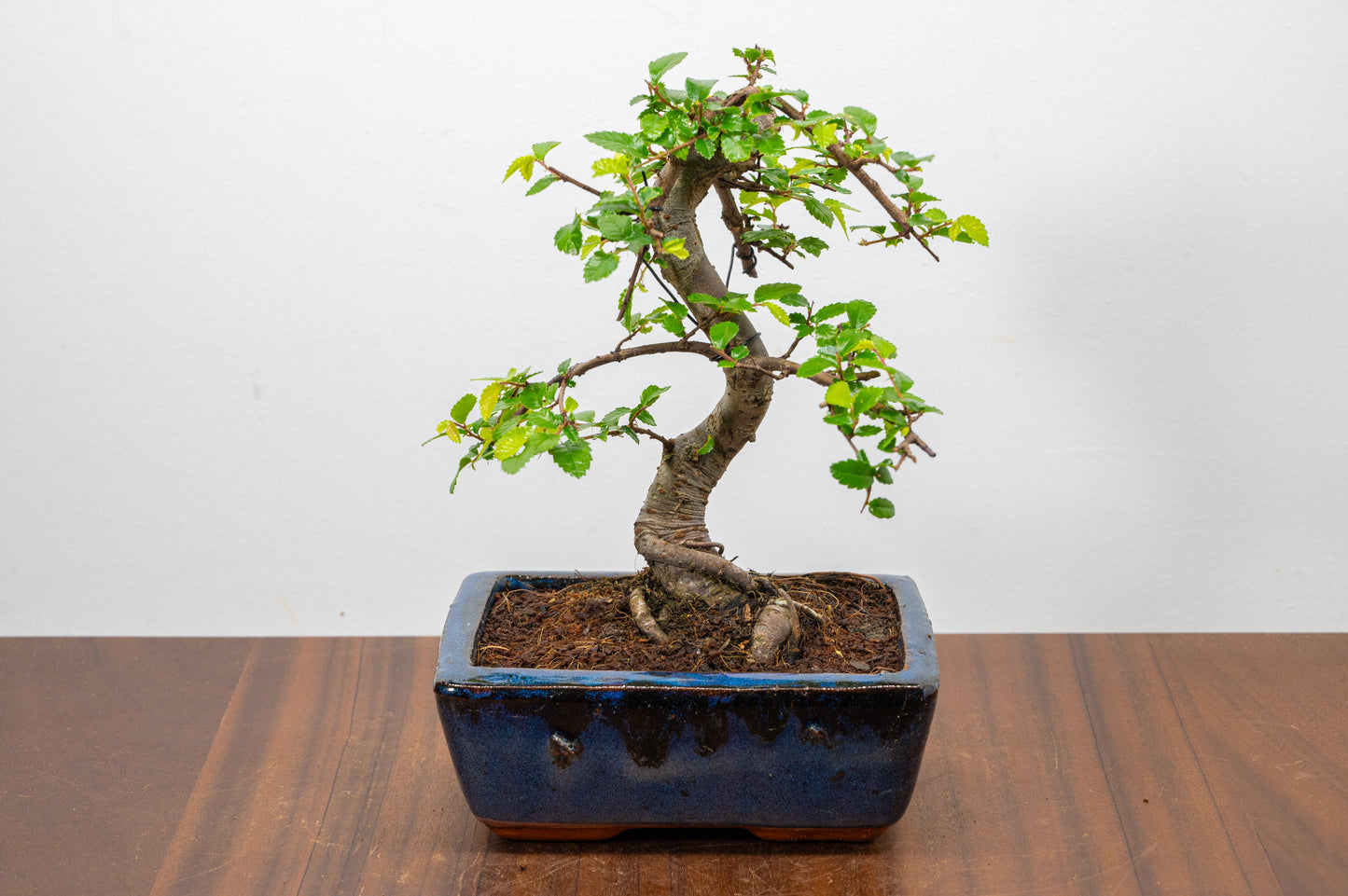Chinese Elm Bonsai and Care Kit in 15cm Navy Ceramic Pot
