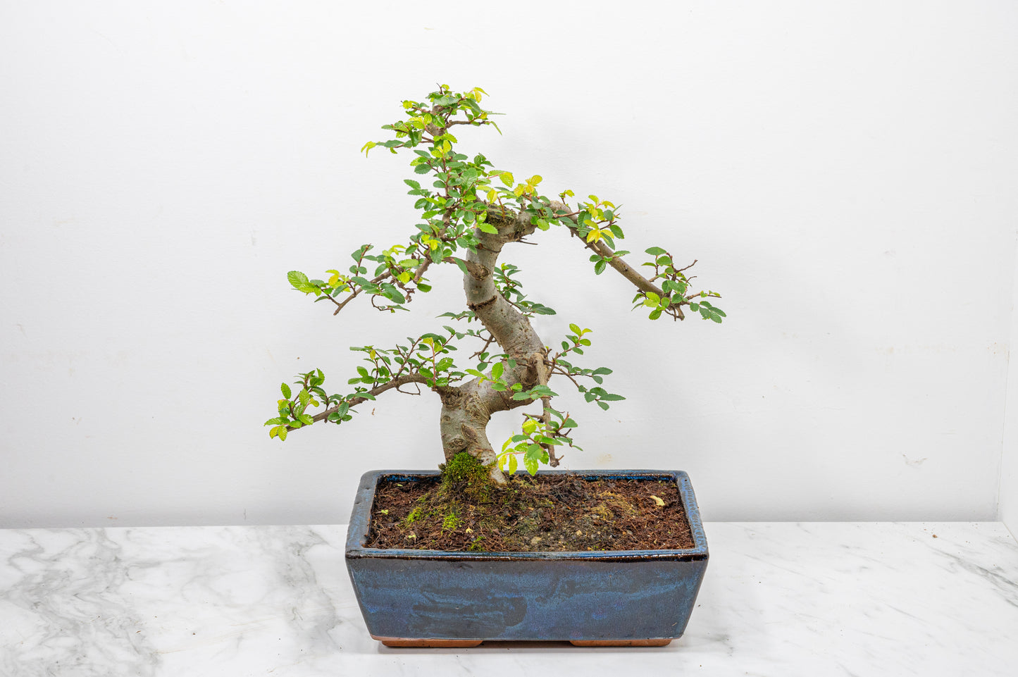 Chinese Elm Bonsai and Care Kit in 25cm Navy Ceramic Pot