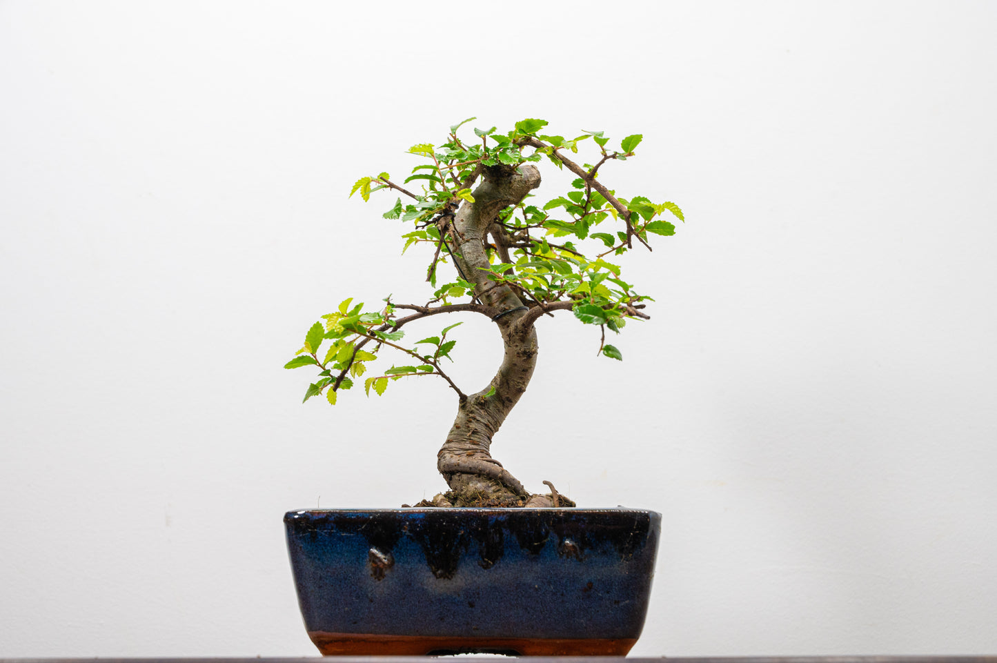Chinese Elm Bonsai and Care Kit in 15cm Navy Ceramic Pot