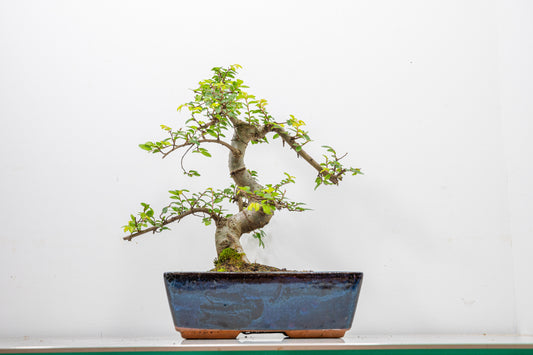 Chinese Elm Bonsai and Care Kit in 25cm Navy Ceramic Pot