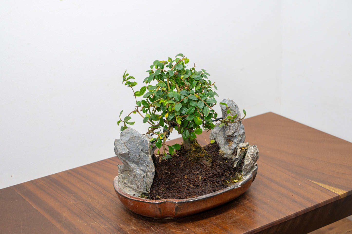 Chinese Elm / Rock Planting Bonsai & Care Kit in 22cm Ceramic Dish
