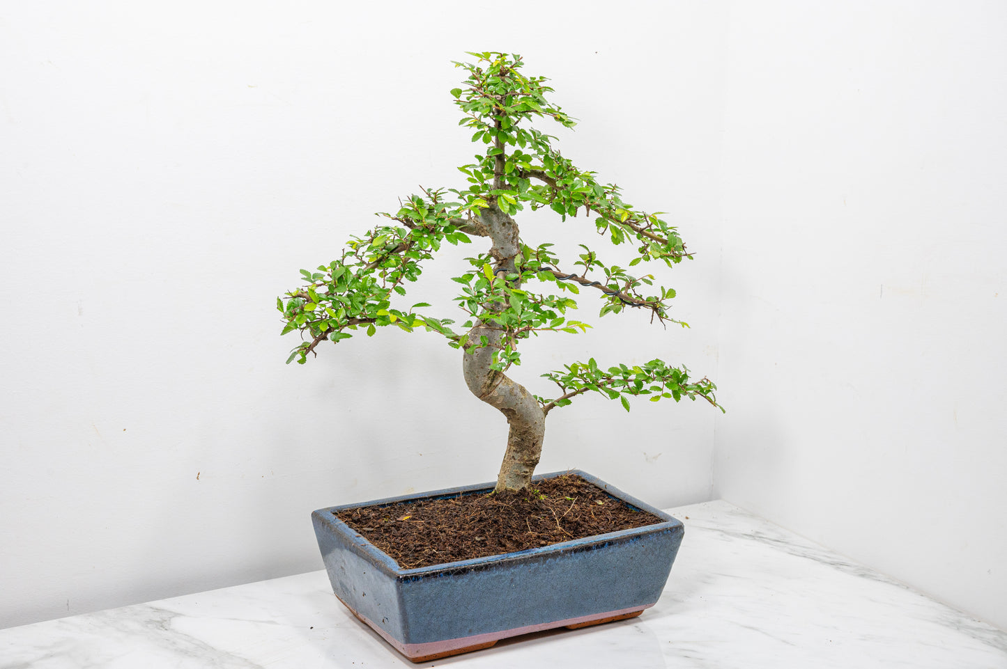 Chinese Elm Bonsai and Care Kit in 25cm Navy Ceramic Pot