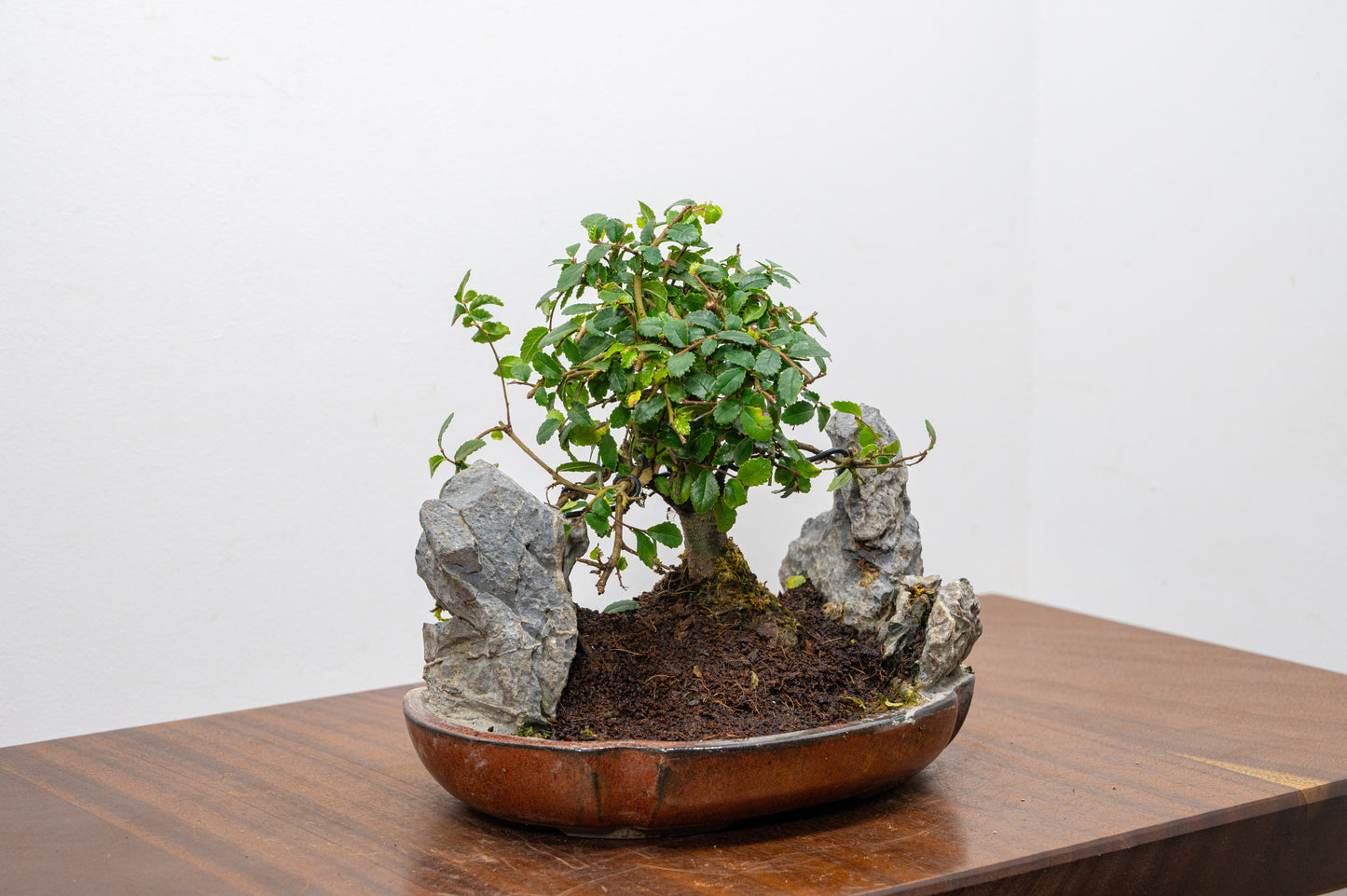 Chinese Elm / Rock Planting Bonsai & Care Kit in 22cm Ceramic Dish