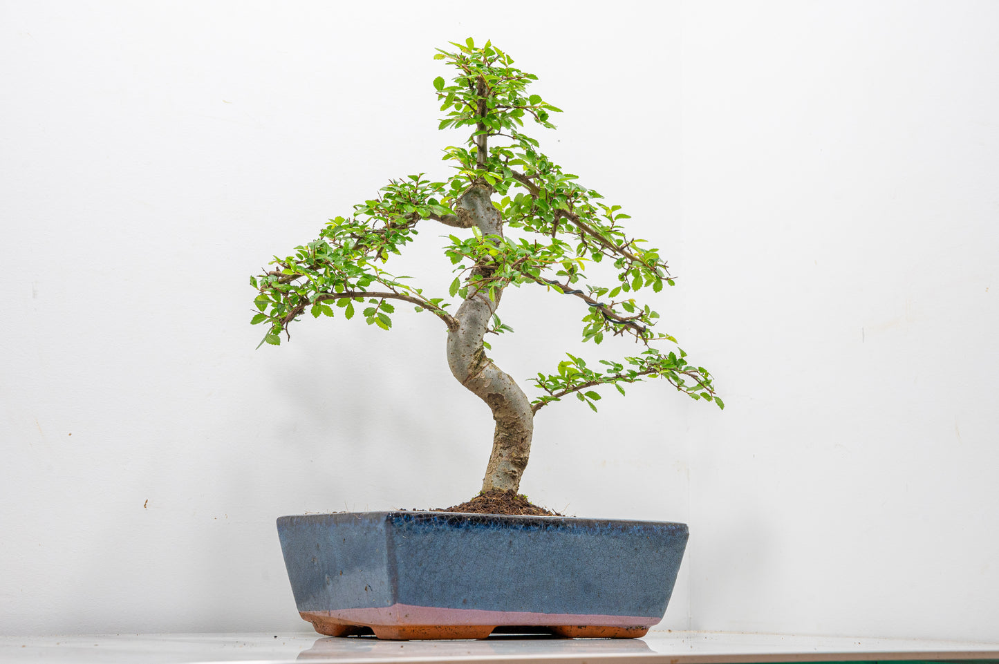 Chinese Elm Bonsai and Care Kit in 25cm Navy Ceramic Pot