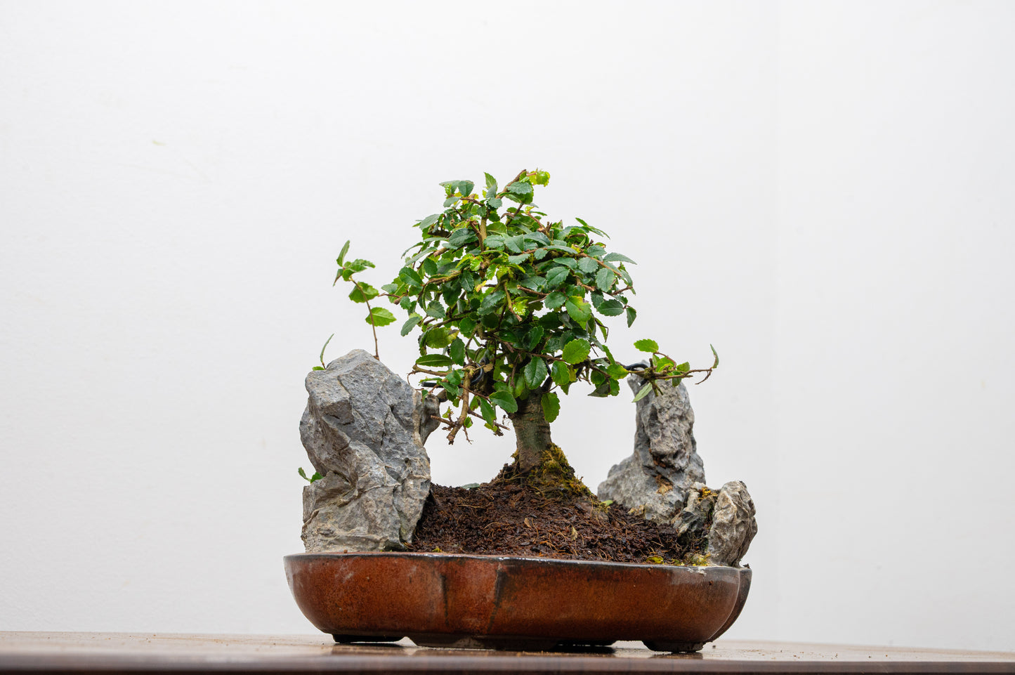 Chinese Elm / Rock Planting Bonsai & Care Kit in 22cm Ceramic Dish