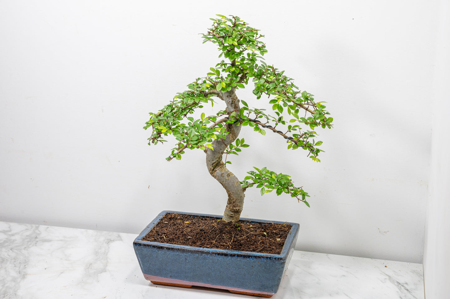 Chinese Elm Bonsai and Care Kit in 25cm Navy Ceramic Pot