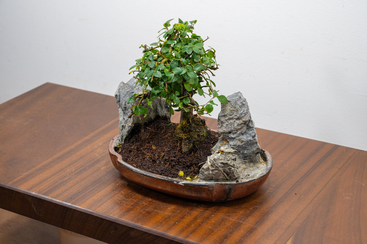 Chinese Elm / Rock Planting Bonsai & Care Kit in 22cm Ceramic Dish