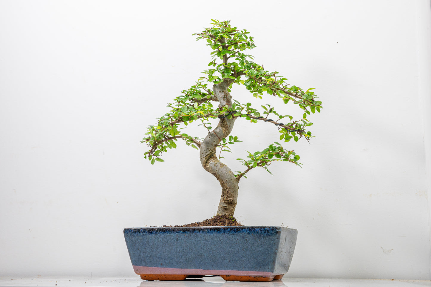 Chinese Elm Bonsai and Care Kit in 25cm Navy Ceramic Pot