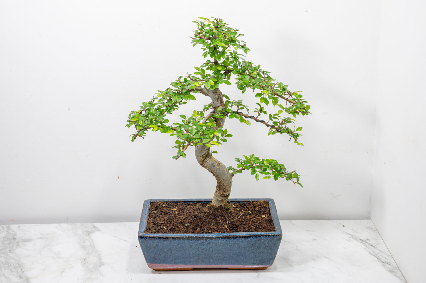 Chinese Elm Bonsai and Care Kit in 25cm Navy Ceramic Pot